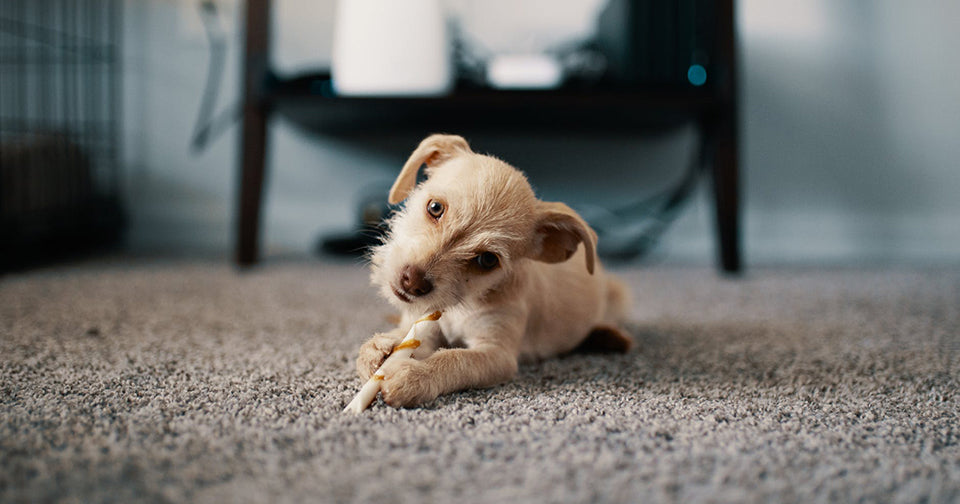 5 Ways To Remove Pet Hair And Smells From Carpet – Dreame Global