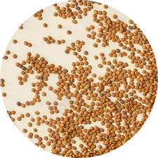 Pet Food